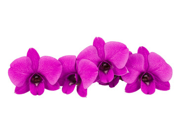 Fototapeta na wymiar The purple orchid