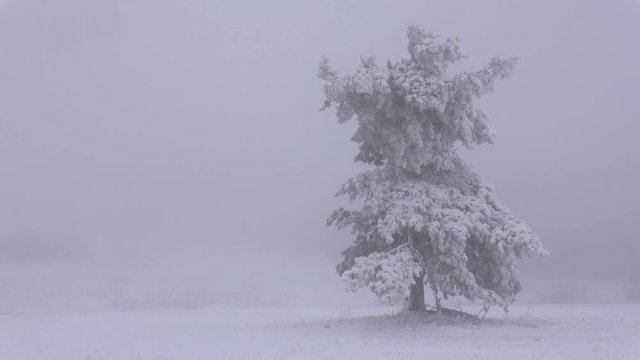 Fichte im Schnee - 4K