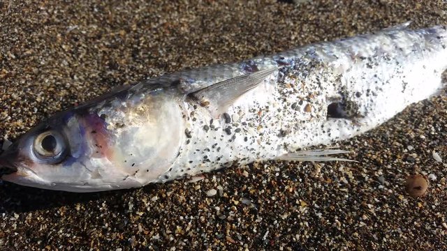 Dead fish on the beach - 4K