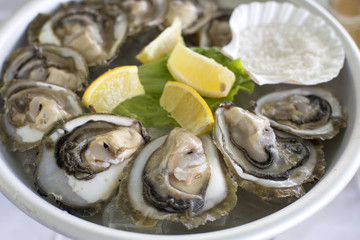 Croatia oyster