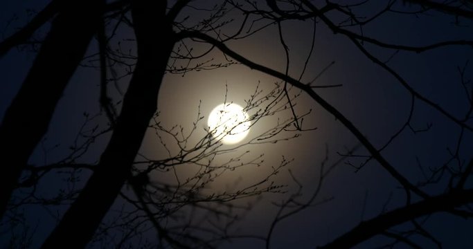 Moon of mood over the branches at nigh
