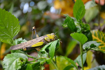 Grasshopper on green leaves in Bali