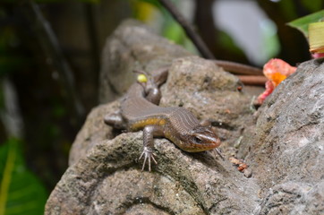 Brown Salamander on Rocks Bali
