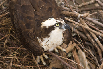 American Bird of Prey