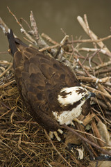 American Bird of Prey