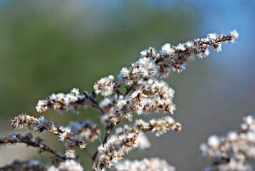 Autumn Flower Seed Pod