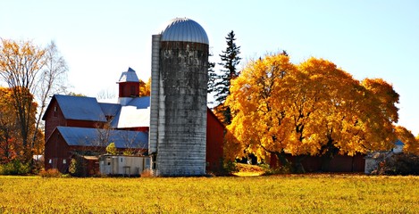 Rural Farm Framed with Golden Autumn Maples