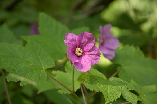 Purple-Flowered Raspberry