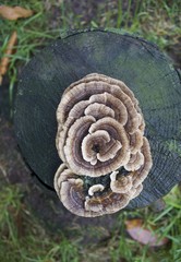 Mushroom Cluster