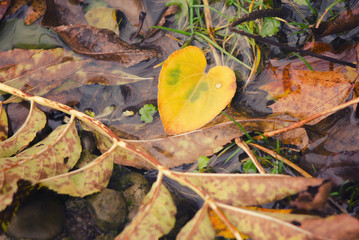 Colorful autumn background made of fallen autumn leaves. Abstract background of autumn leaves. Autumn background