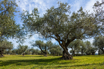 Fototapeta na wymiar Olive trees plantation