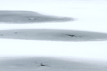 the surface of the pond is covered with ice with many thawed the openings