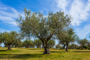 Obraz premium Olive trees in a plantation.