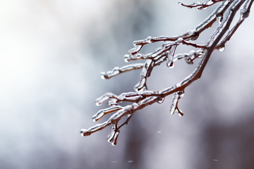 Obraz premium tree branches covered with a transparent shiny ice Park in the winter