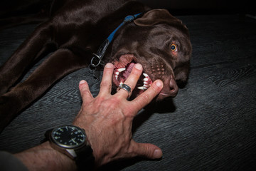 Hund beißt in Hand