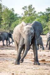 Elephant playing.