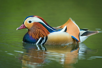 Colourful Mandarin