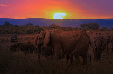 Fototapeta na wymiar Herd of African Bush Elephants at sunset