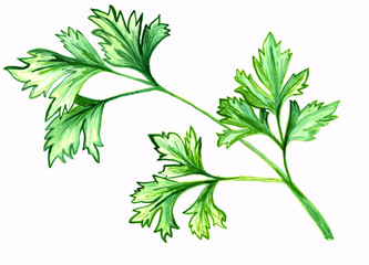 green parsley watercolor hand drawn illustration, seasoning, flavoring