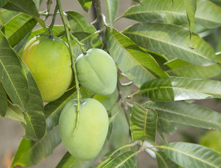 Green mango on the tree