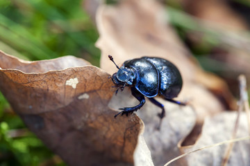 Dor crawling on dry leaves in forest., Trypocopris vernalis