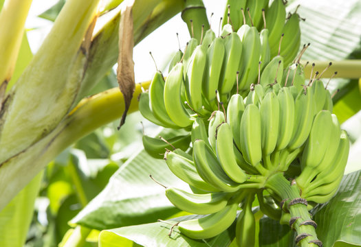 Cluster of immature bananas on the tree