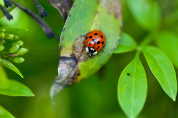 Close up macro red ladybug ladybird with black spots on a green leaf