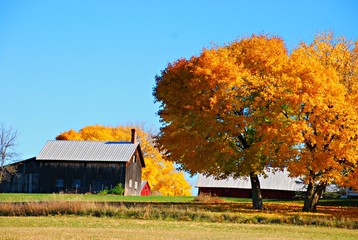 Rural Barn Surrounded by Golden Autumn Maples