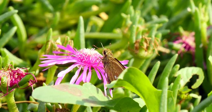Parnara guttata butterfly on flower in south Korea

