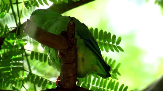 Un loro reposando en la rama de un &aacute;rbol 