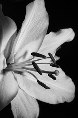 Monochrome Lily