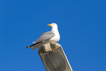 CA on lantern , Ukraine, steppe. Larus macro photo with eyes.