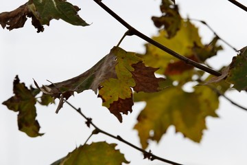 Hojas de árbol secas.