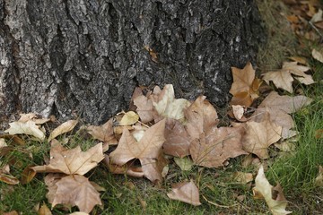 HOJAS DE ARBOL SECAS Y CAIDAS POR EL OTOÑO