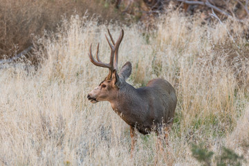 Mule Deer Buck