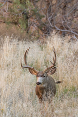 Mule Deer Buck