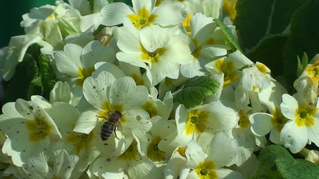 Die Schl&uuml;sselblumen werden von einer Biene besucht