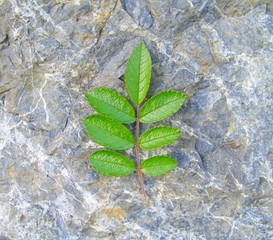 Bright Green Leaves - rose leaves on a  rock background.