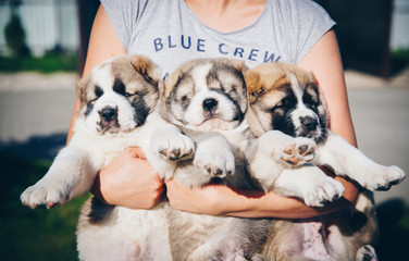 three little pup in the arms of the host