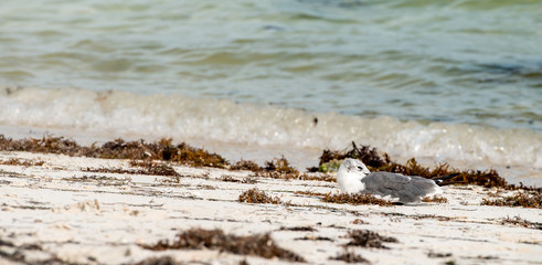 Seagull at the beach relaxing