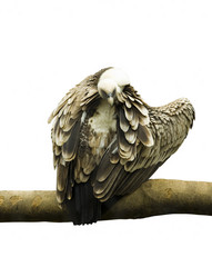eagle bird isolated on white