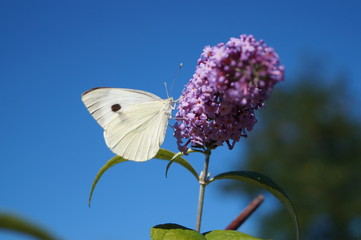 papillon sur fleur