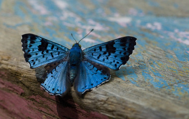 Blue Butterfly,Amazon