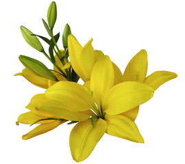 Obraz premium lilies yellow flowers, on a white background, isolated with clipping path. beautiful bouquet of lilies with green leaves, for design. Closeup. Nature.