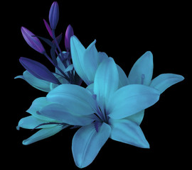 Fototapeta na wymiar lilies blue flowers, on a black background, isolated with clipping path. beautiful bouquet of lilies with violet leaves, for design. Closeup. Nature.