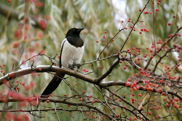 Magpie sitting on a branch with red berries