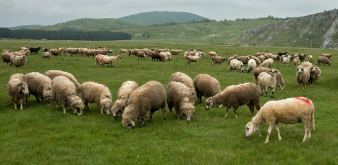 Sheep in a farmhouse