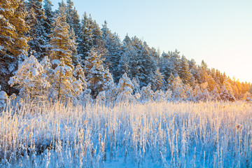 The frozen reed on the edge of the forest and river in the rays of the sun, snow fairy-tale