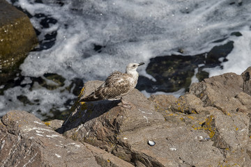 Seagull on the rock