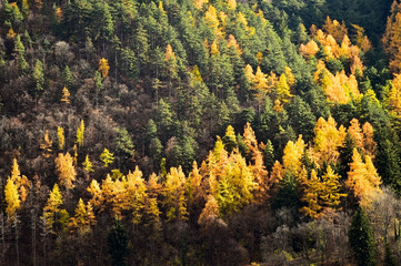 Larch trees and pine trees in autumn season